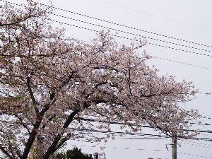 こちらは満開