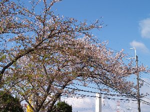 散り始め