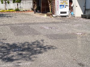 散ってます