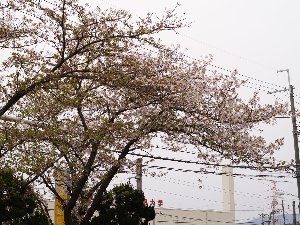 まだ咲いてます