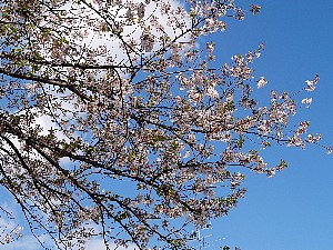 いい天気です。
