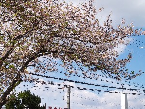 大分、散ってしまいました。