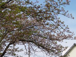 手前は葉桜