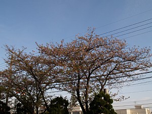 大分、散ってしまいました。