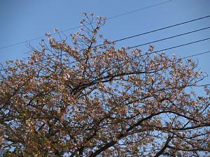 上の方はまだ残ってますね。