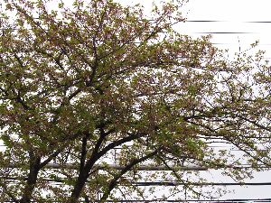 もう葉桜