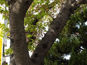 幹回りはまだ咲いてます