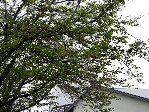 完全に葉桜です。