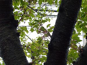 でも、良く見ると残ってます。