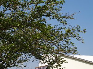 イキイキとした葉桜ですね。
