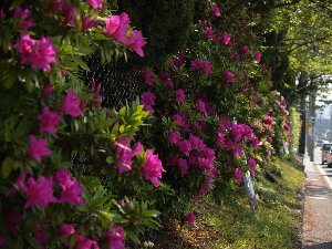 桜の下のツツジが見頃です。