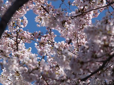 秋田県金浦町 勢至公園の桜